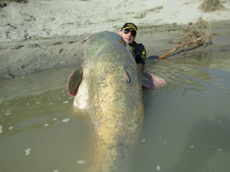 Angler fängt Riesenfisch – und stößt auf verblüffende Entdeckung!