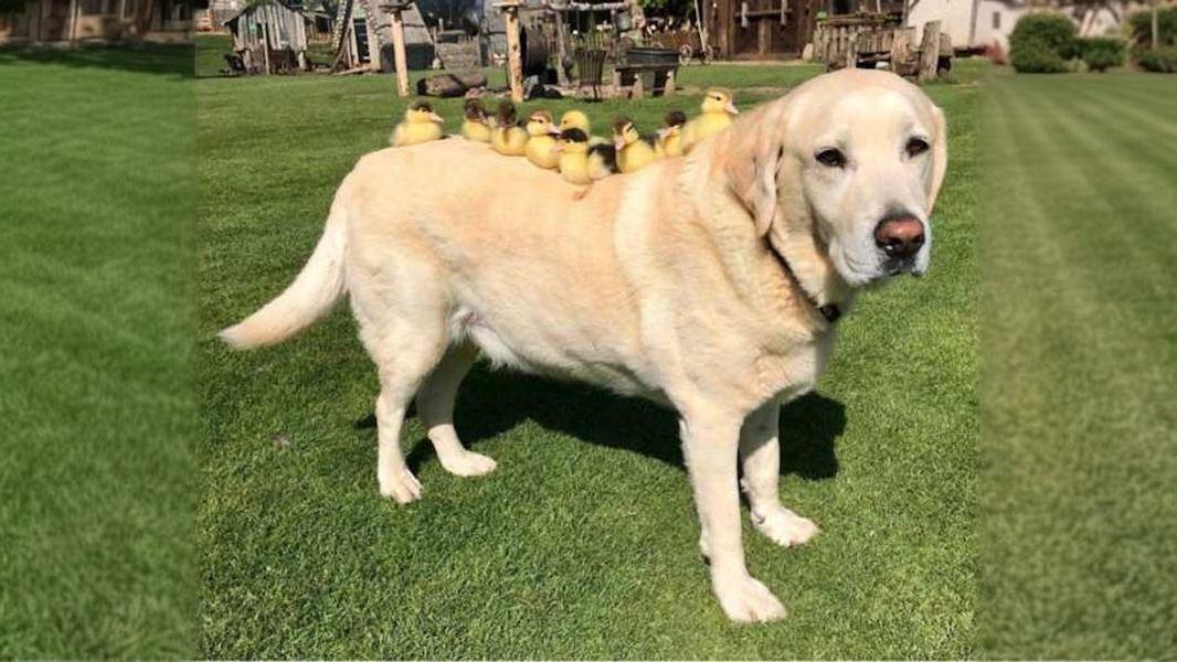 9 herzschmelzende Tierbilder, die perfekt zum Kuscheln sind!