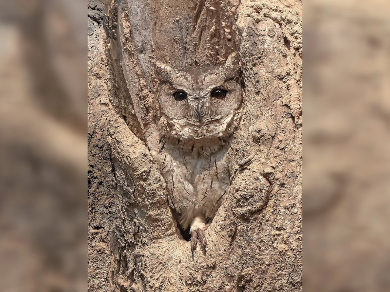 30 lustige Tarnungs-Momente: Perfekt versteckt