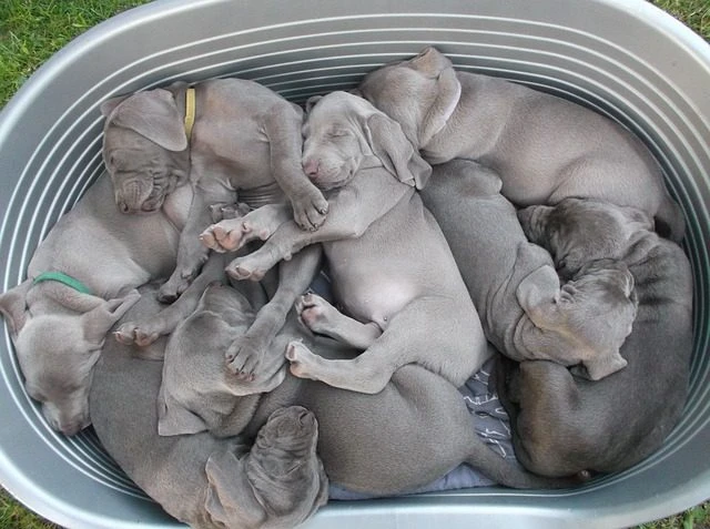 Feuerwehr rettet Welpen – doch dann die Überraschung