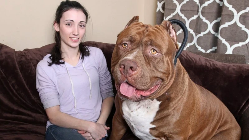 Ces 25 races de chiens qui demandent une attention particulière