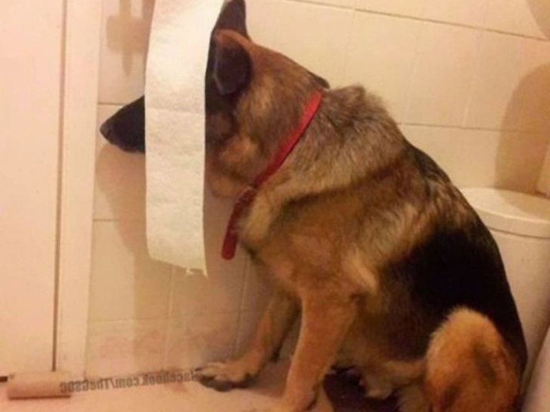 20 chiens qui pensent avoir trouvé la cachette idéale