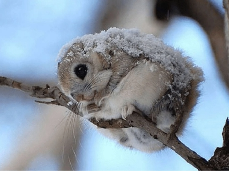 20 photos d'animaux qui remontent le moral à coup sûr