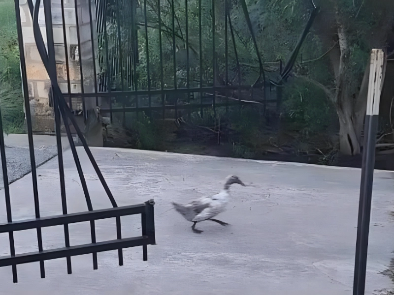 Ces animaux hilarants qui prennent le contrôle total